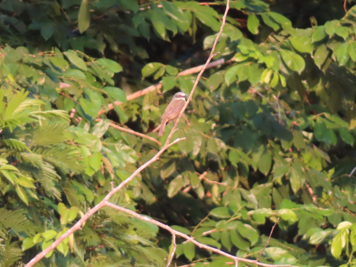 Gray-capped Flycatcher - ML616438688