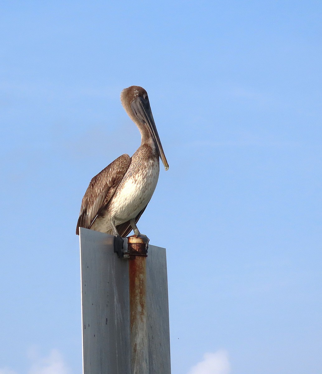 Brown Pelican - ML616438744