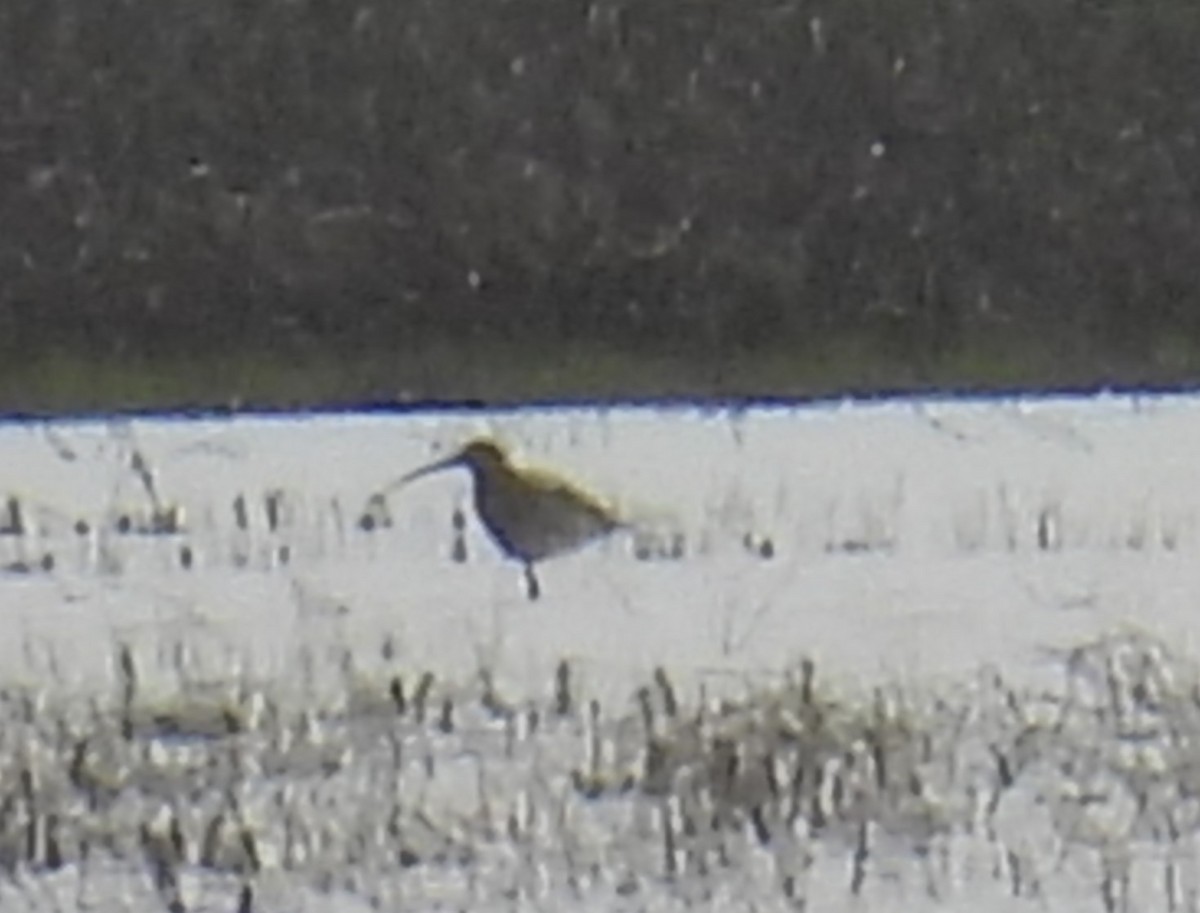 Eurasian Curlew - ML616438749