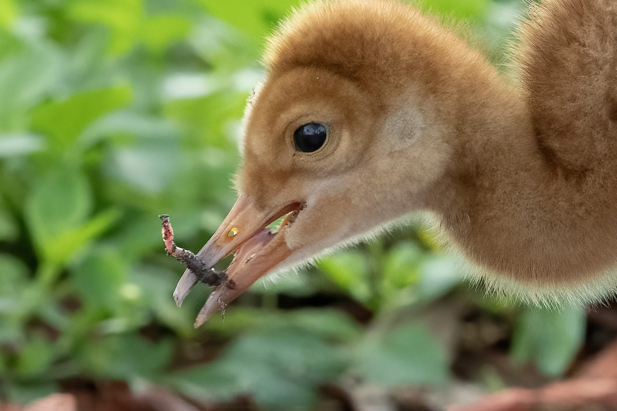 Sandhill Crane - ML616438750