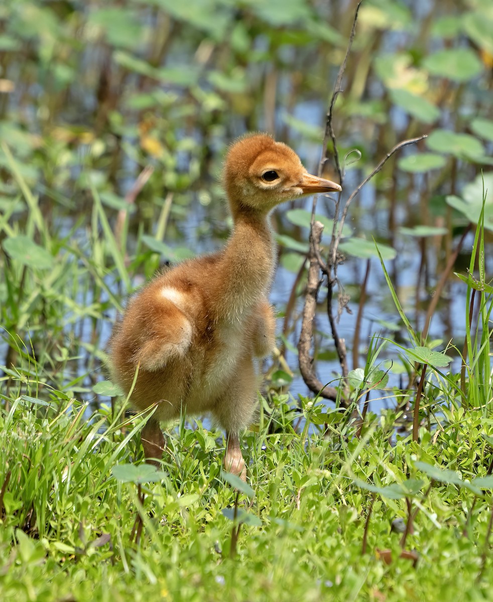 Sandhill Crane - ML616438756