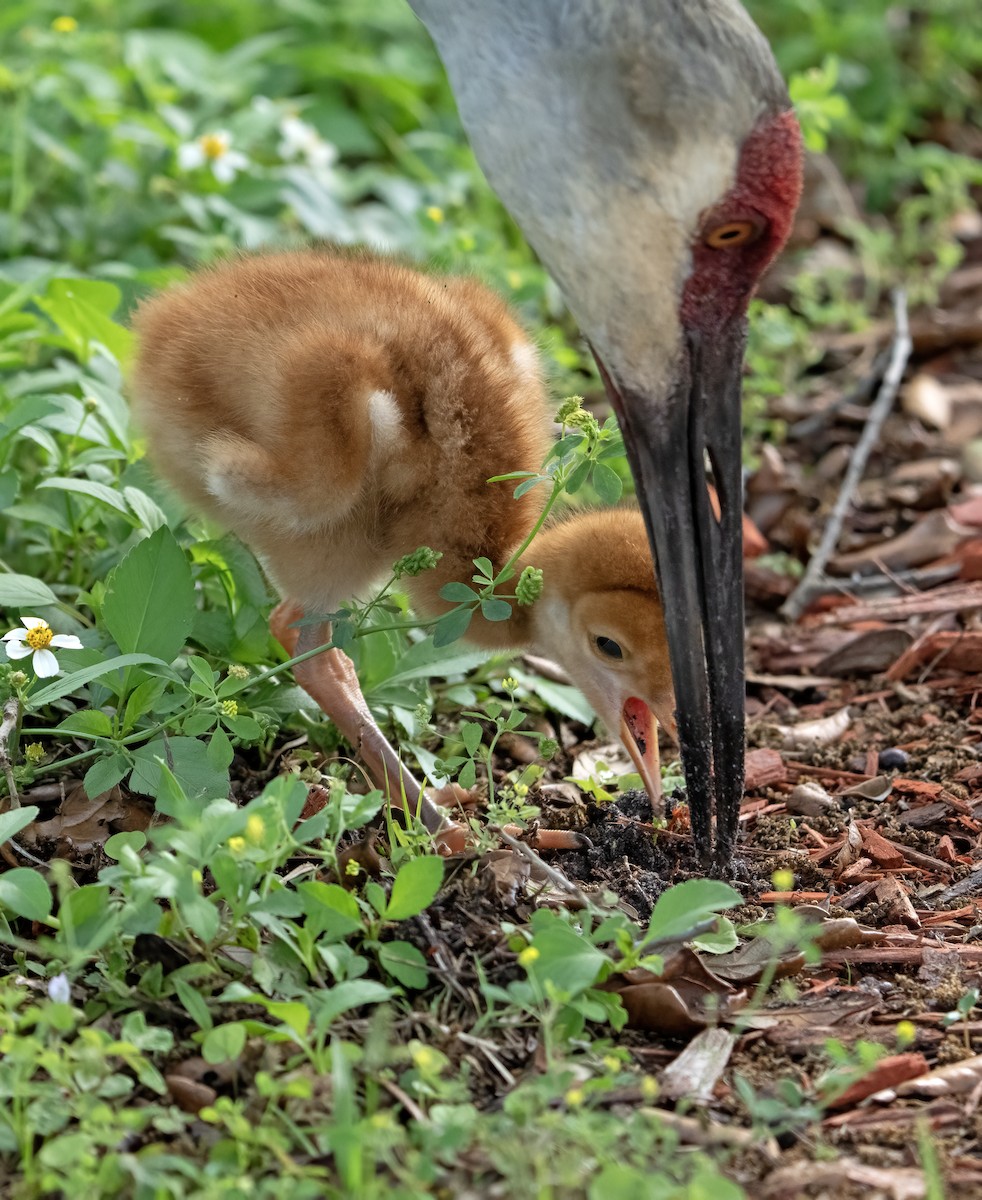 Sandhill Crane - Larry Master