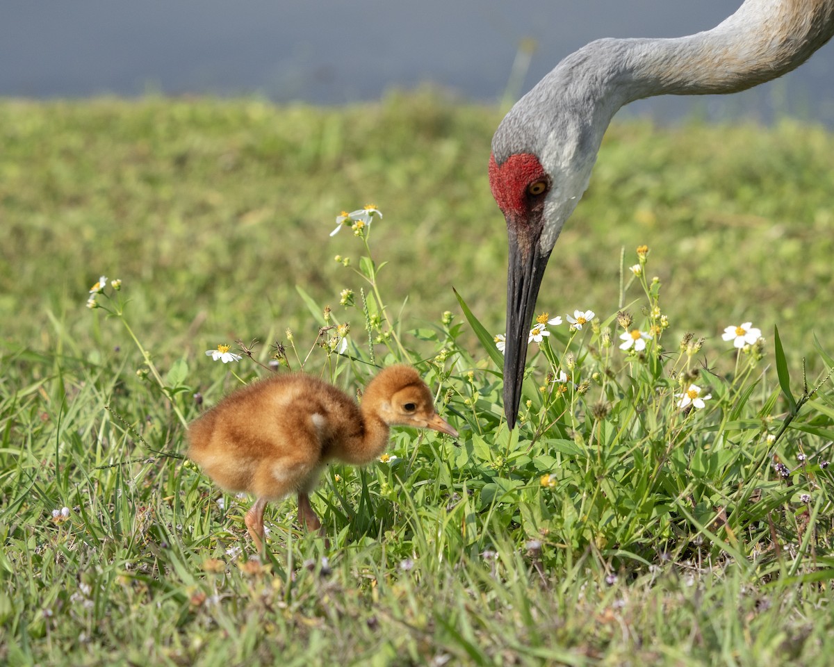 Sandhill Crane - Larry Master