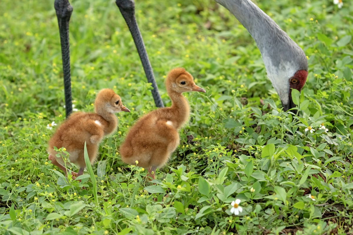 Sandhill Crane - ML616438763