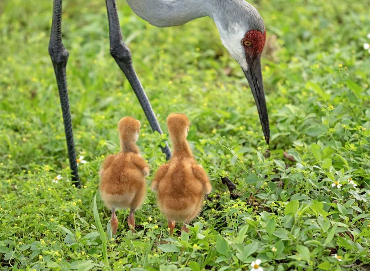 Sandhill Crane - ML616438766