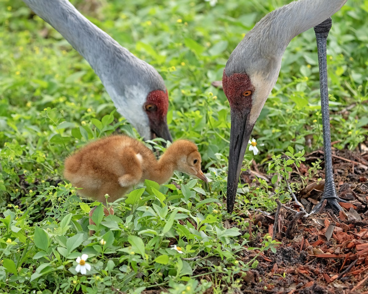 Sandhill Crane - Larry Master