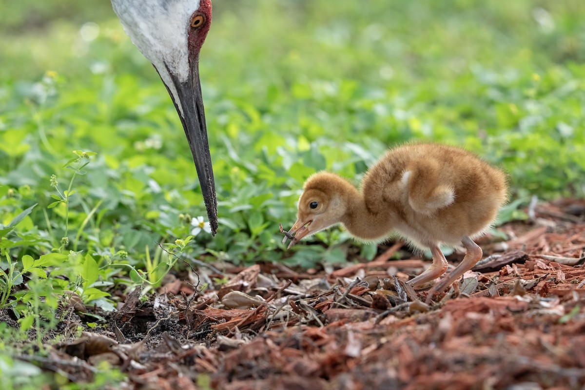 Sandhill Crane - ML616438768