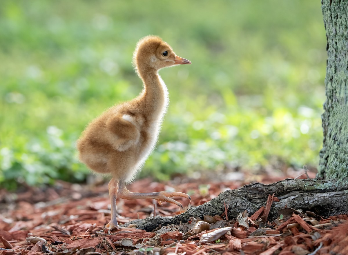 Sandhill Crane - ML616438769