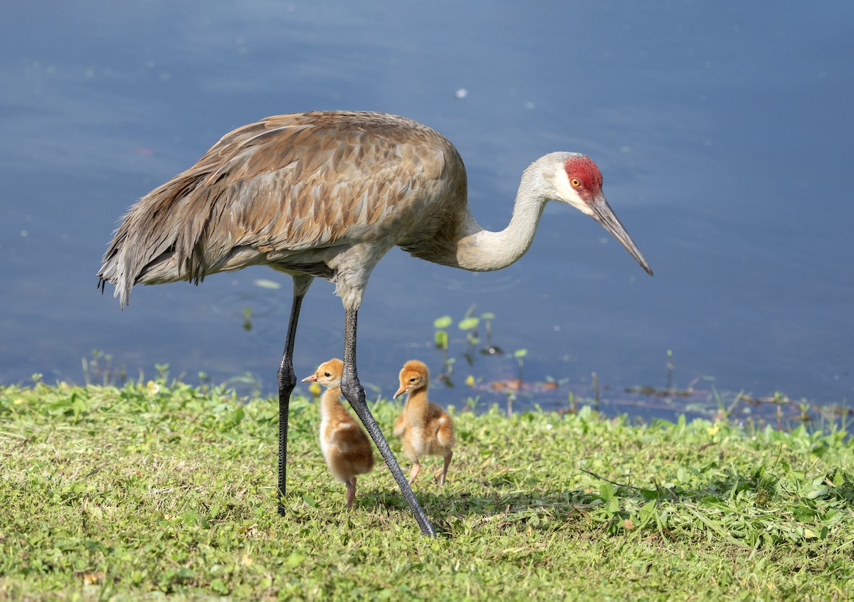 Sandhill Crane - ML616438770