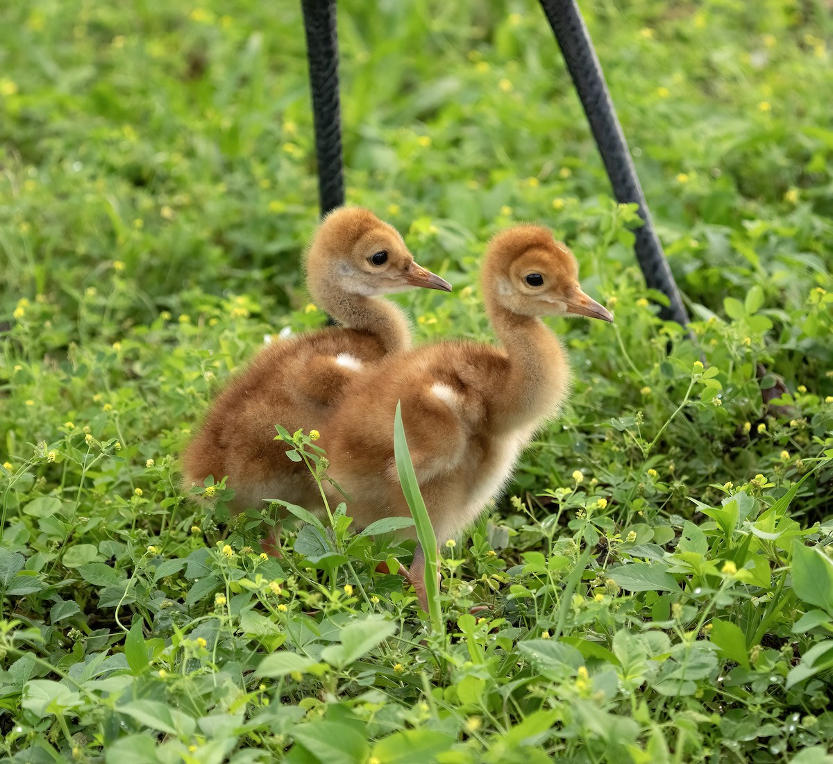 Sandhill Crane - ML616438774