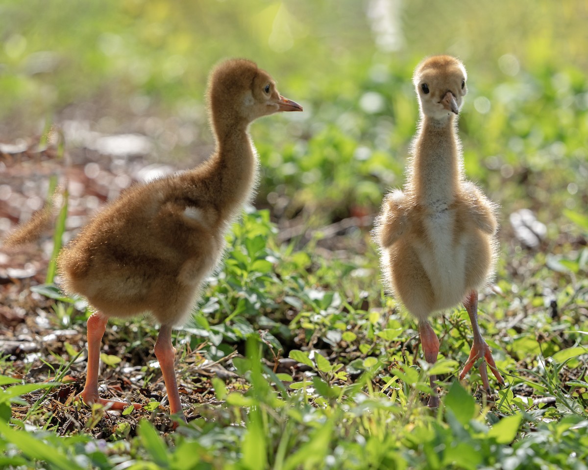 Sandhill Crane - ML616438775