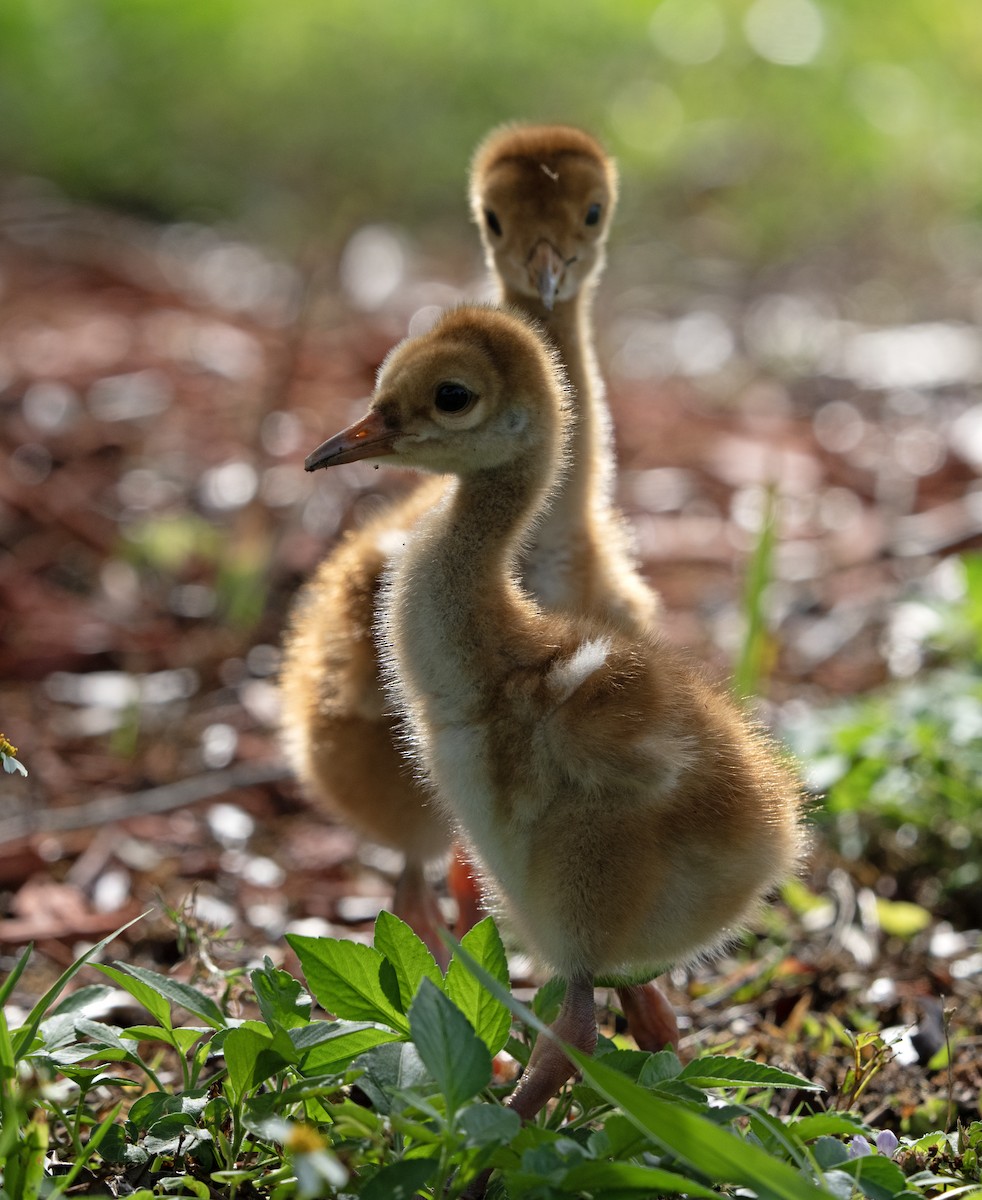 Sandhill Crane - ML616438776