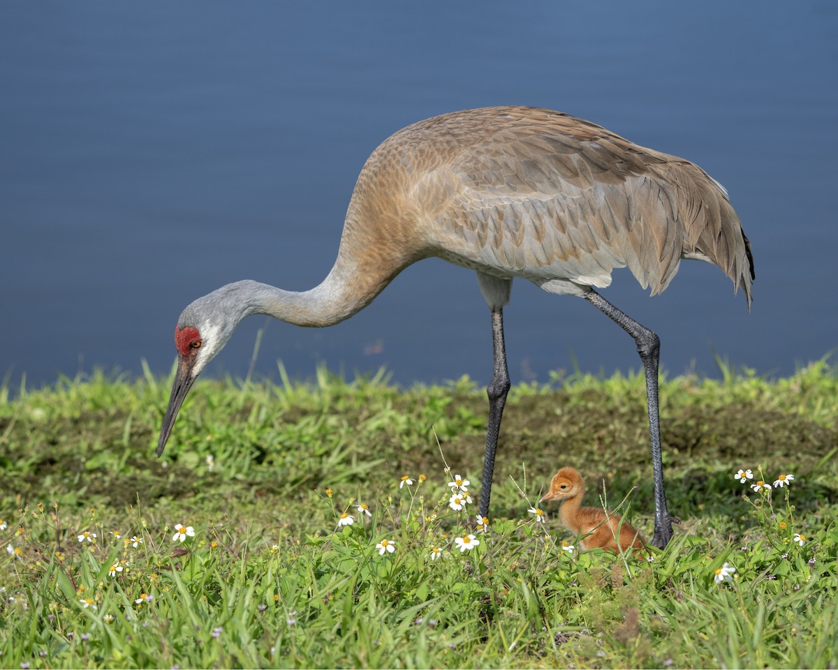 Sandhill Crane - Larry Master