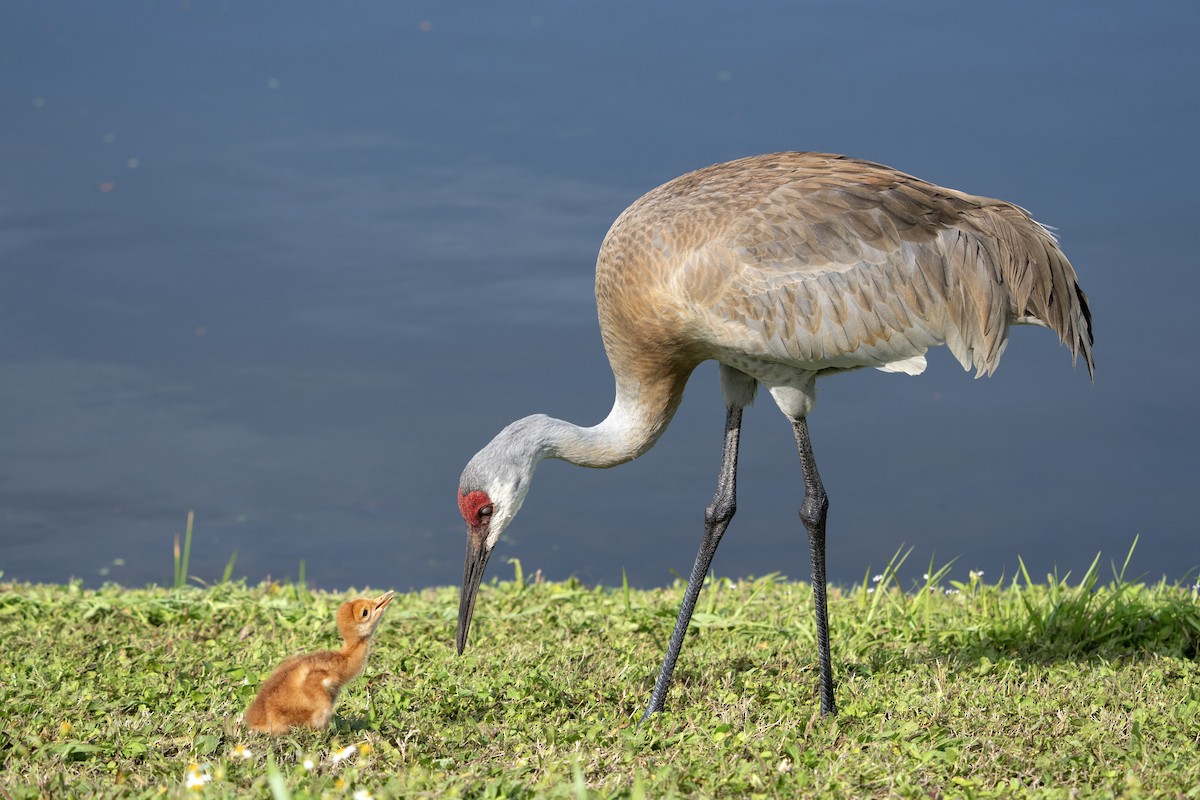 Sandhill Crane - ML616438784