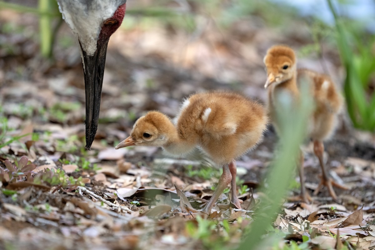 Sandhill Crane - Larry Master