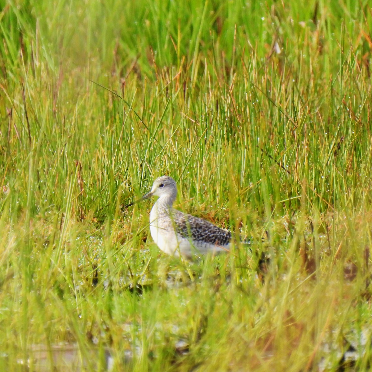 Greater Yellowlegs - ML616438826