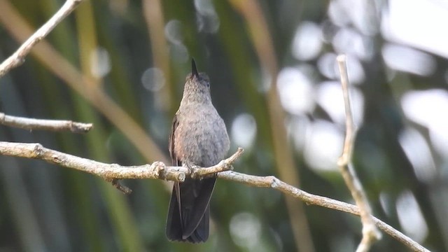 Colibri vert et gris - ML616438832