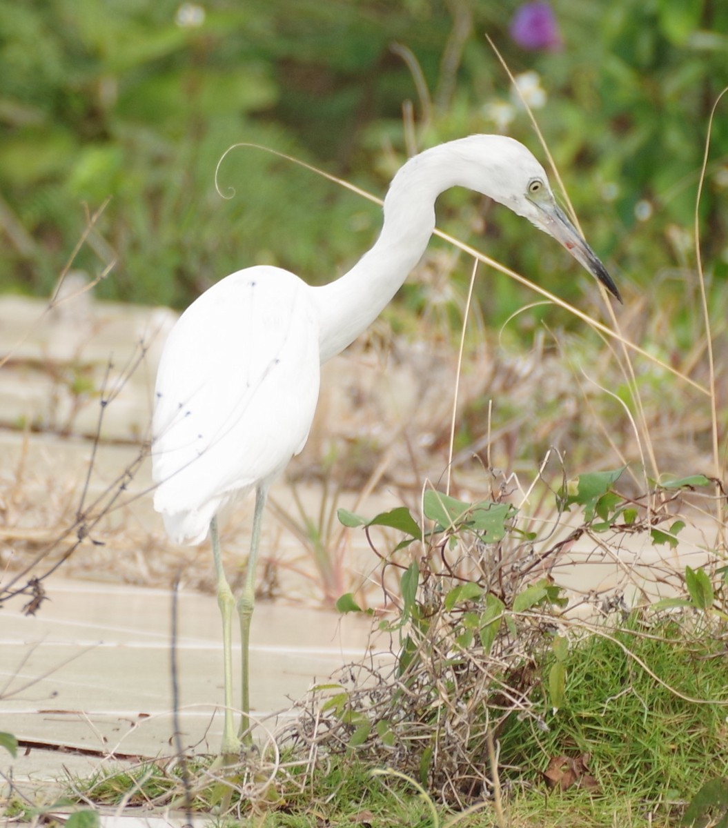 Little Blue Heron - h rudy sawyer