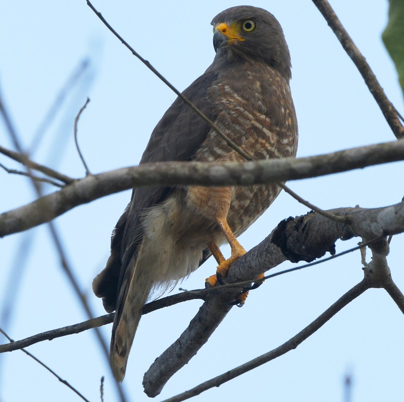 Roadside Hawk - ML616438853