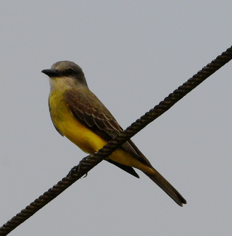 Tropical Kingbird - Jos Simons