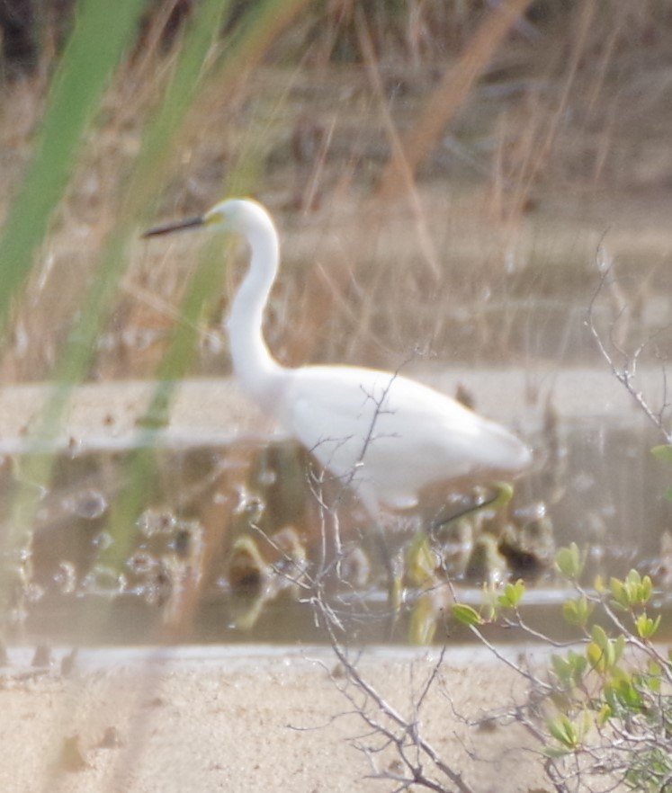 Snowy Egret - h rudy sawyer