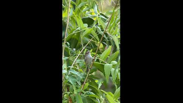 San-Andrés-Vireo - ML616438897