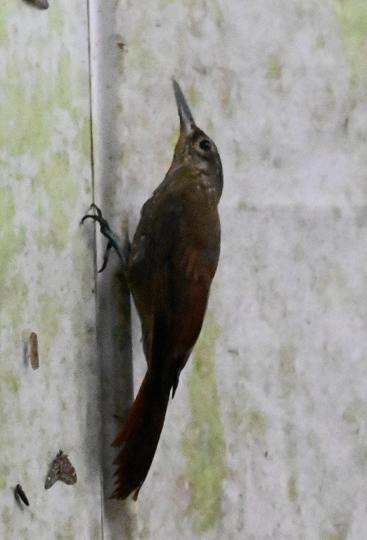 Spotted Woodcreeper - ML616438959