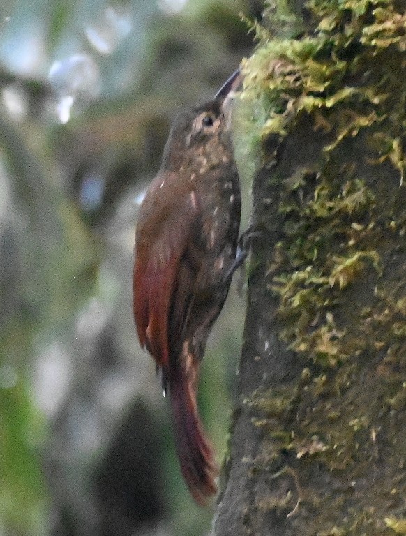 Spotted Woodcreeper - ML616438960