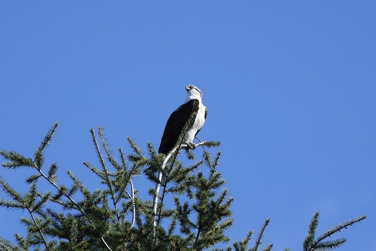 Osprey - ML616438973