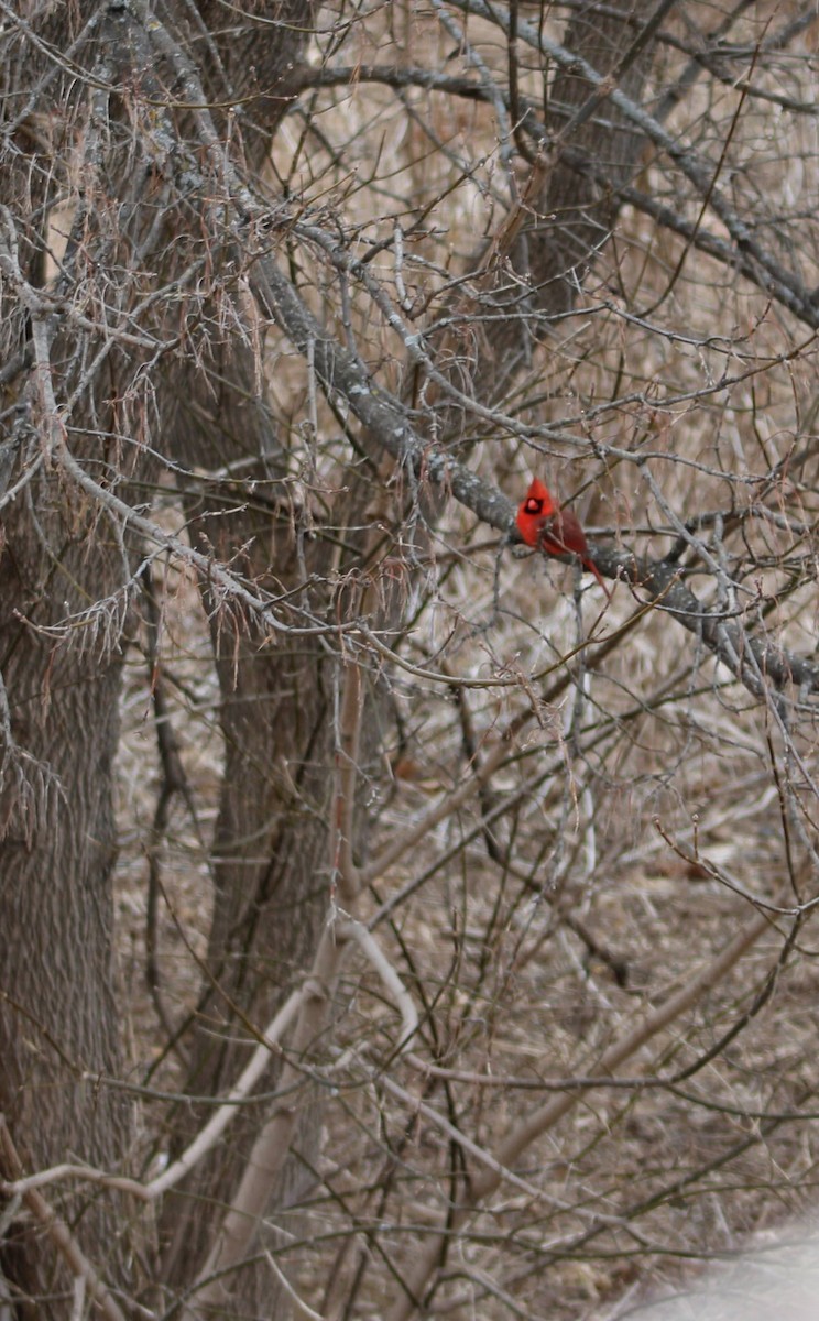 Cardinal rouge - ML616438981