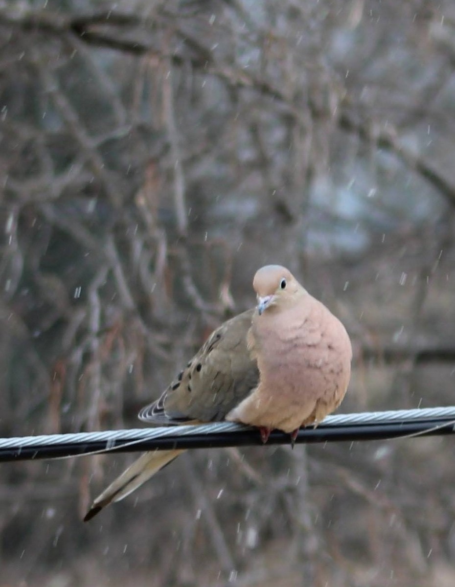 Mourning Dove - ML616439035