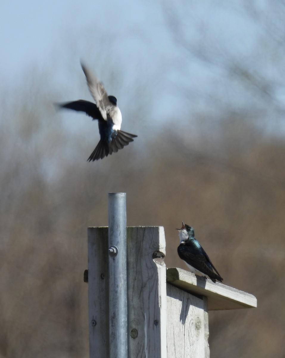 Tree Swallow - Tracy Wiczer