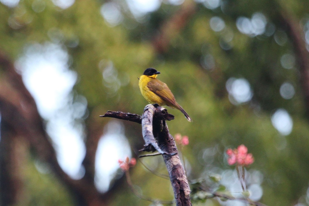 Black-capped Bulbul - Samuel Perloff