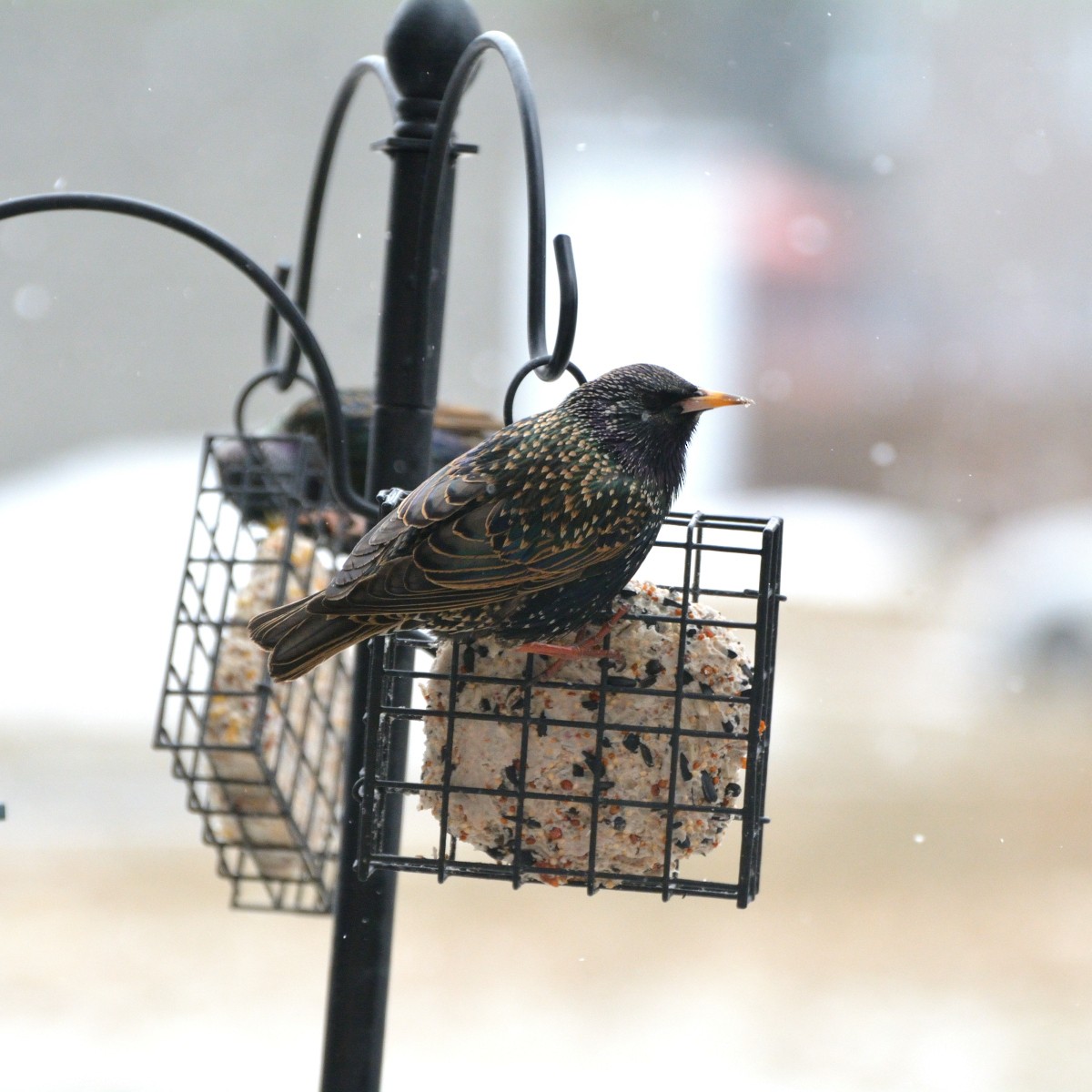 European Starling - Orlando Jarquín