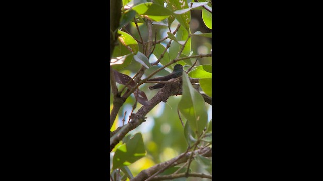 Grünbrust-Mangokolibri - ML616439211