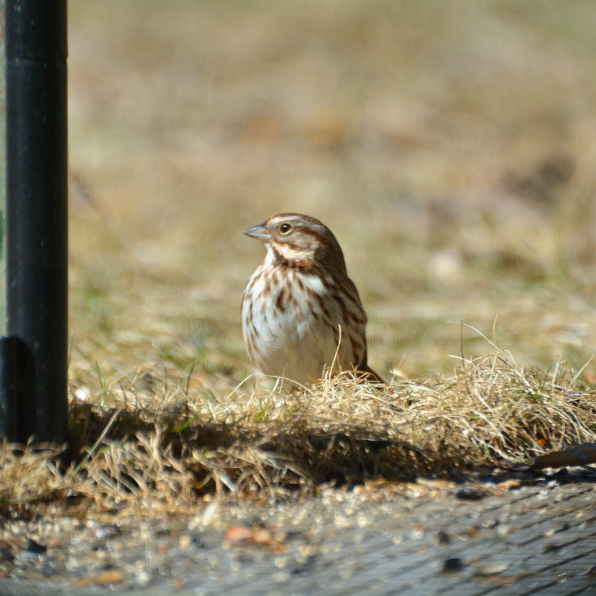 Song Sparrow - Orlando Jarquín