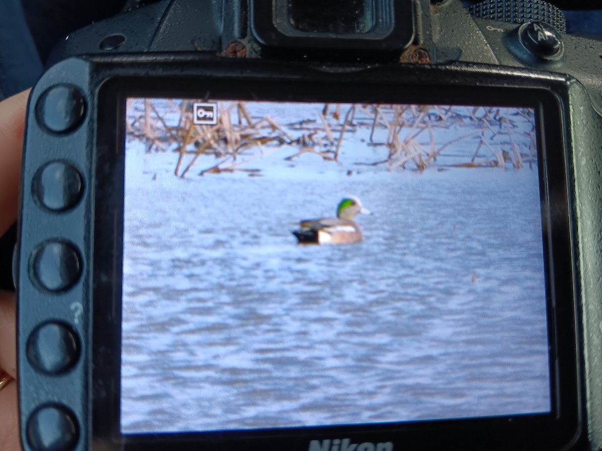 American Wigeon - ML616439260