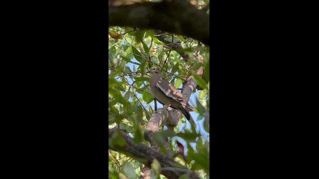 White-winged Dove - ML616439262