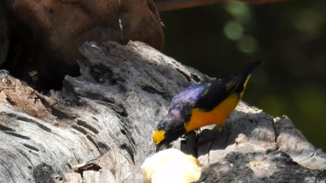 Purple-throated Euphonia - ML616439268