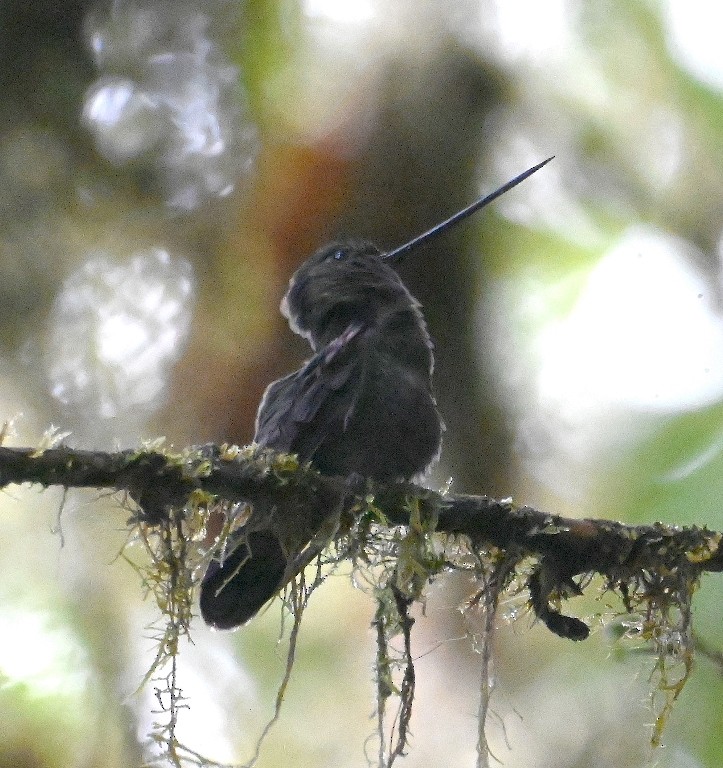 Green-fronted Lancebill - Steve Davis