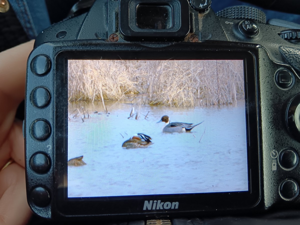 Northern Pintail - ML616439300