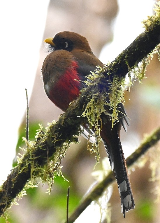 Masked Trogon - ML616439336