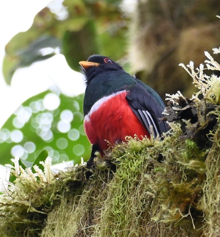 Masked Trogon - ML616439338