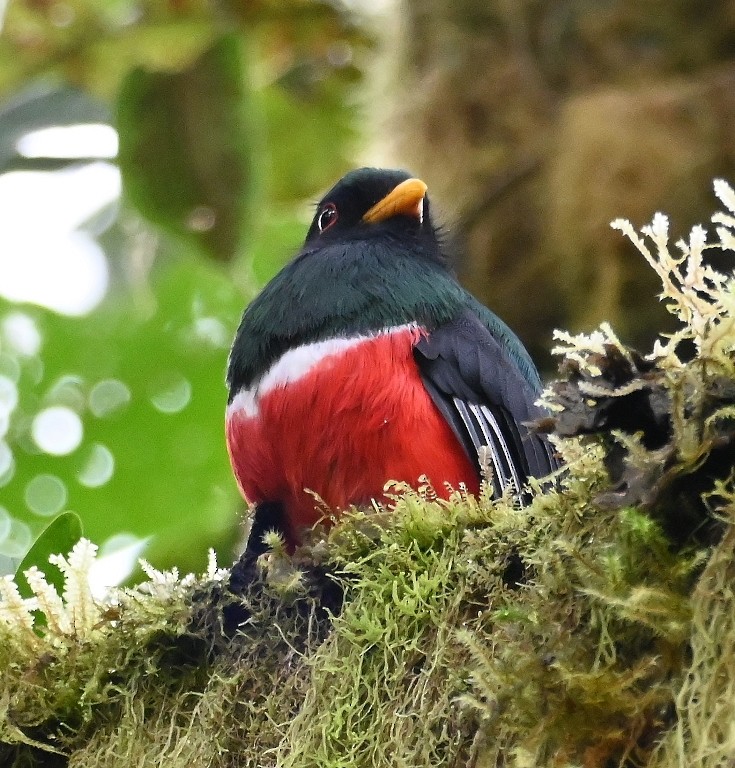 Masked Trogon - ML616439339