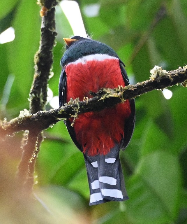 Masked Trogon - ML616439340