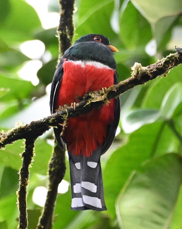 Masked Trogon - ML616439341