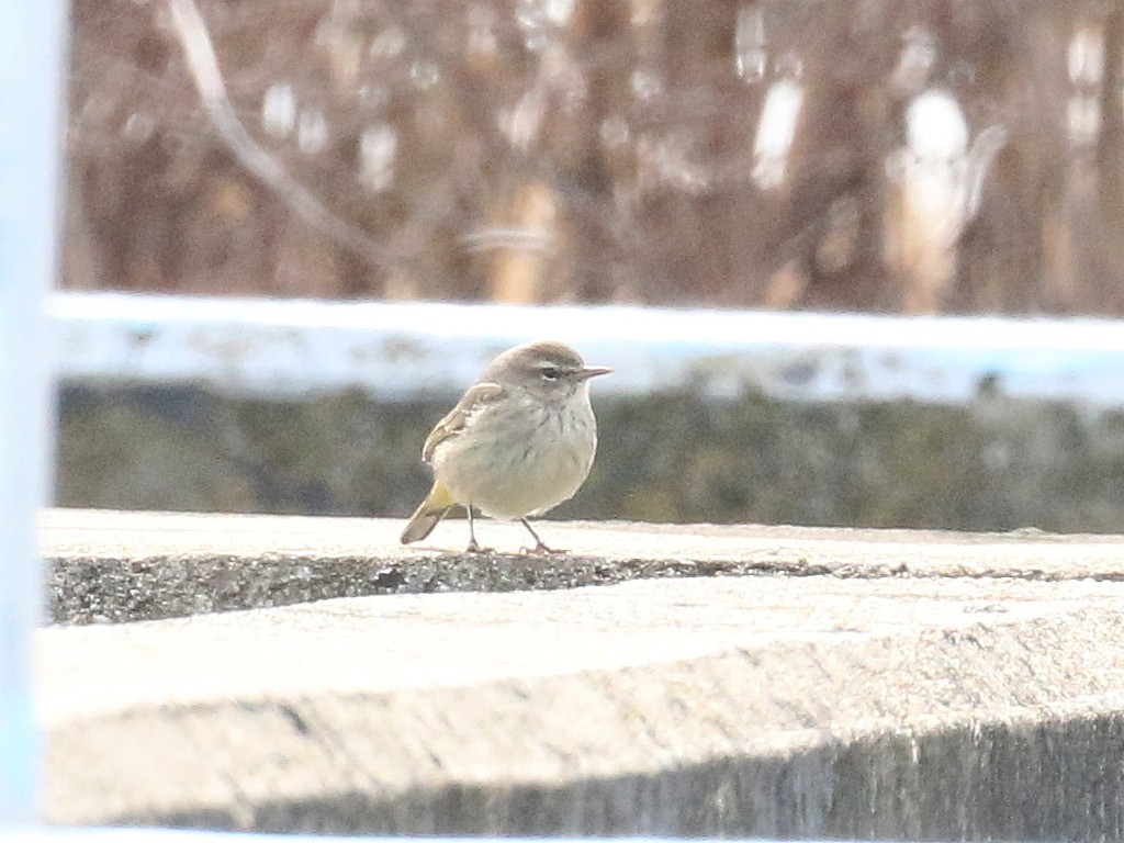 Palm Warbler (Western) - ML616439358