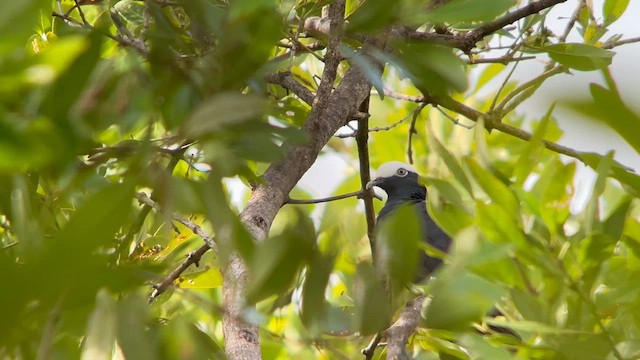 Pigeon à couronne blanche - ML616439377