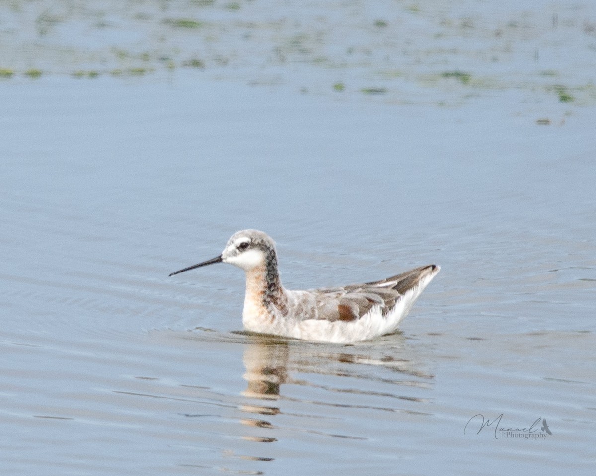 Wilson's Phalarope - Manuel Pinochet Rojas