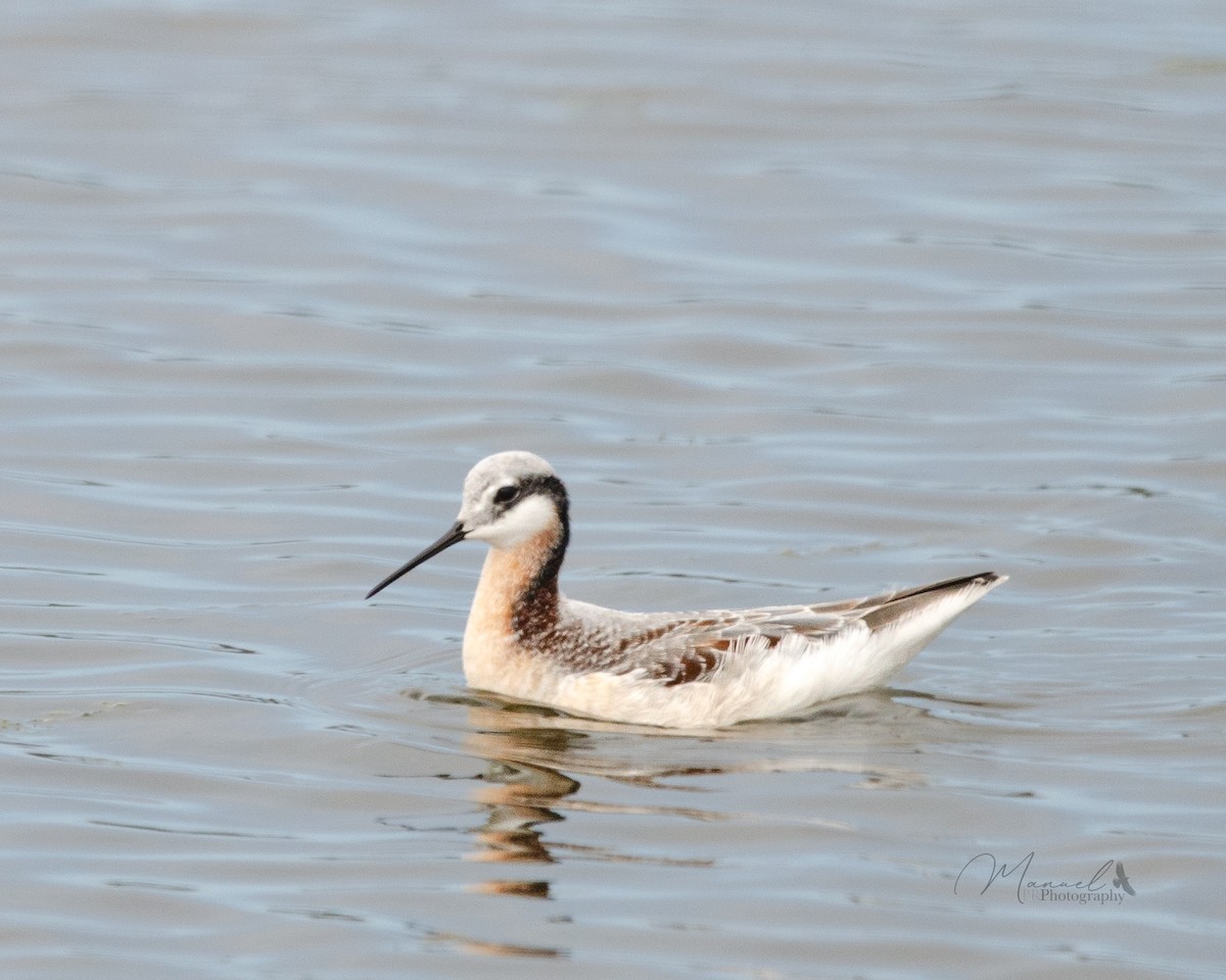 Wilson's Phalarope - Manuel Pinochet Rojas